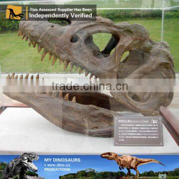 MY Dino-C086 Museum t Rex Dinosaur Head Skeleton photo-2