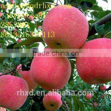 Apple Fuji India Pakistan Southeast Asia Europe UAE South Africa