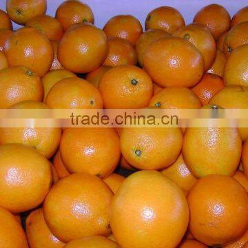 2015 Fresh Navel Orange From Jiangxi on Sell photo-5