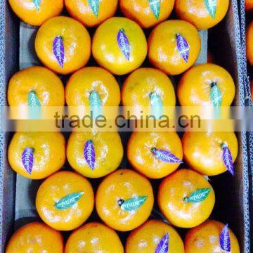 New Year 2017 Special Offer - Sweet Citrus Mandarin from Pakistan