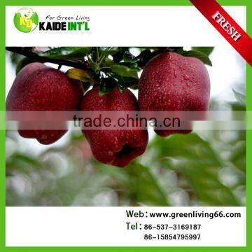 new crop of fresh royal apple from Shandong province China