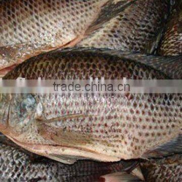 Fresh Water Nile tilapia Whole Round