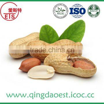 Shandong Peanut in shell with high quality