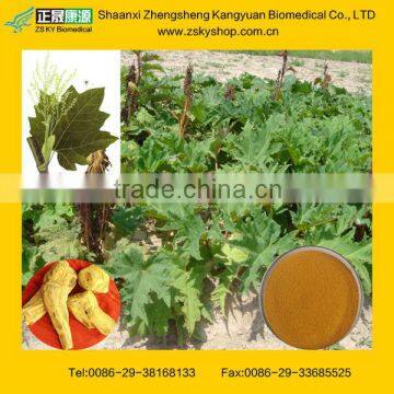Rhubarb Extract powder Total anthraquinones 10%from GMP manufacturer