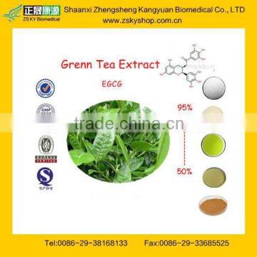 100% Pure Green Tea Extract From GMP Assessment Supplier
