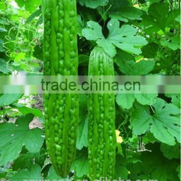 anti-virus disease high yield hybrid balsam pear seeds Green F1