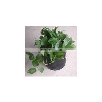 greenhouse grow bag