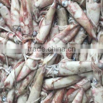 Frozen Chinese Squid Loligo