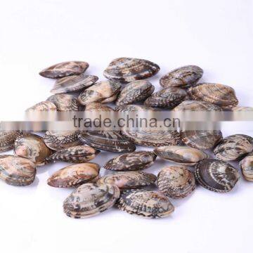 IN SHELL SHORT NECKED CLAM HAVE BRC