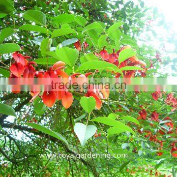 Erythrina Crista Exporter and Seller photo-2