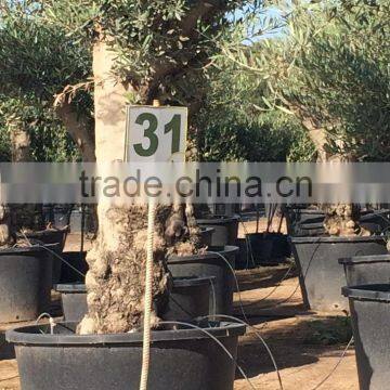 Olive Tree - Olea Europaea "Hojiblanca" photo-3