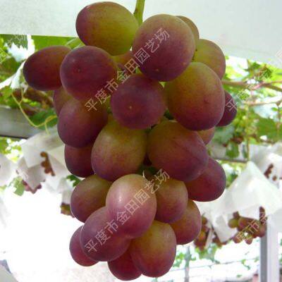 superstar Саженцы винограда Виноградные лозы