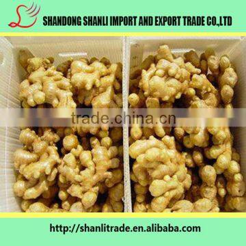 Fresh Yellow Ginger in 2016 photo-4