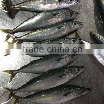 Seafrozen pacific mackerel fish fillet supplier