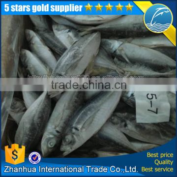 whole round horse mackerel wholesale, iqf frozen horse mackerel fish seafood