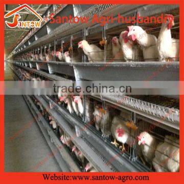 automatic large-scale cage chicken layers for good sale