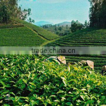 High quality best selling green tea from Vietnam