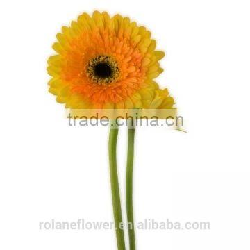 Export high quality foam gerbera flower gerbera flower seeds with 70-80cm long from Yunnan, China