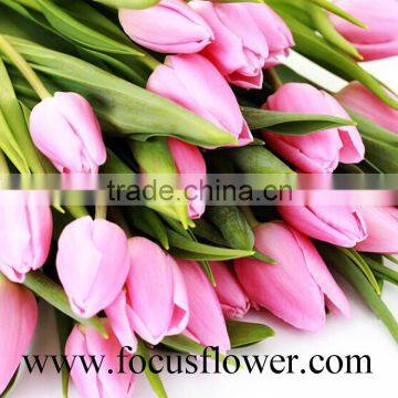 Good Smell Bulb Type Flower Tulip Peonies Cut Flowers From Kunming photo-5
