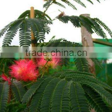Albizia Julibrissin,Mimosa, Silk Tree photo-2