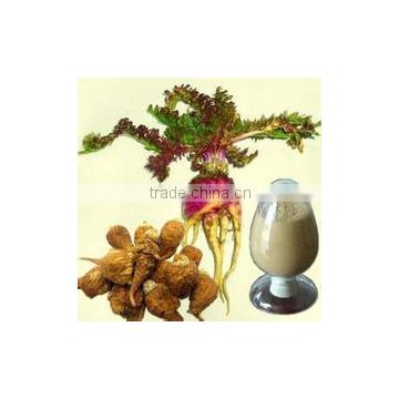 Top grade Maca Root Extract Powder 20:1