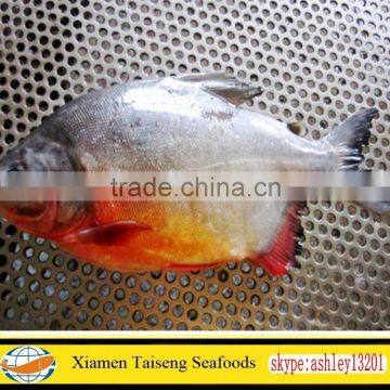 Supply frozen red pomfret whole round