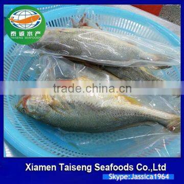 Frozen Seafoods Frozen Yellow Croaker photo-5