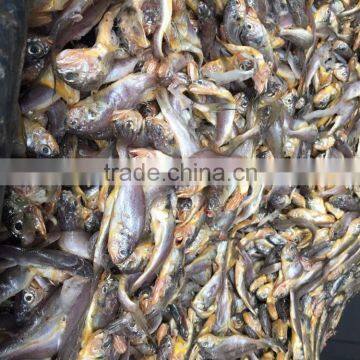 Frozen Seafood Frozen Yellow Croaker, Yellow Croaker Fish Price photo-6