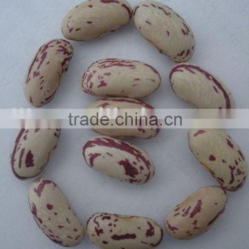 Light Speckled Kidney Beans With Long Shape