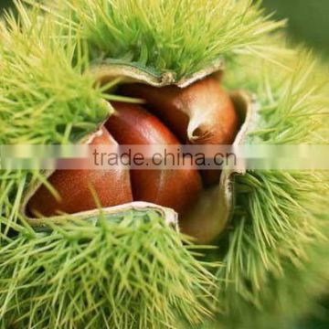 dried raw sweet chestnut ( 50kg gunny package)