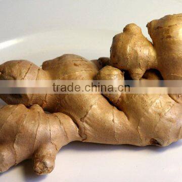 Ginger with Eurogap