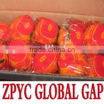 Chinese Mandarin Orange photo-1