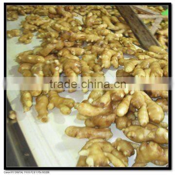 fresh ginger 200+