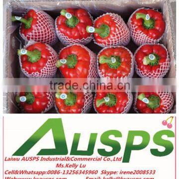 china fresh color capsicum