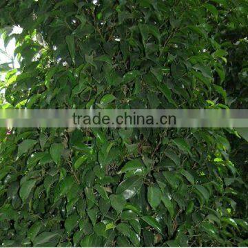 Ornamental Plants Ficus Benjamina photo-3