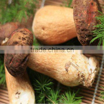 Wild frozen boletus edulis