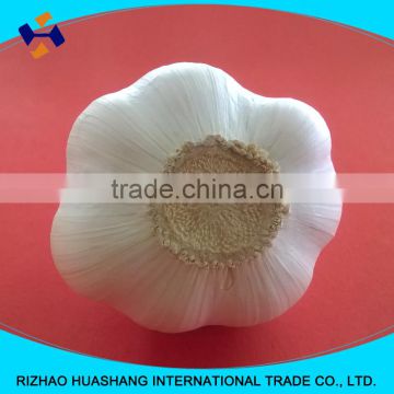 good quality pure white fresh garlic size5.5cm