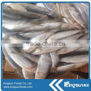 Canned Frozen Sardine Fish whole sale seafood