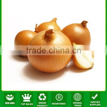 JON01 Round shape very hot sale planting seeds for onion seeds prices