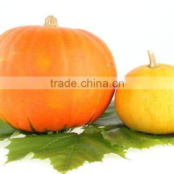 Organic Pumpkin Seed Oil Vegetable Oil photo-2