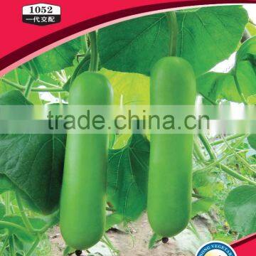 High Yield Short Bottle Gourd for Growing