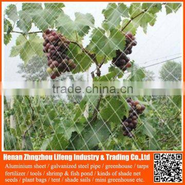 china factory nylon fruit anti bird protective net , pe uv wire mesh bird capture net , plastic fence bird protection net