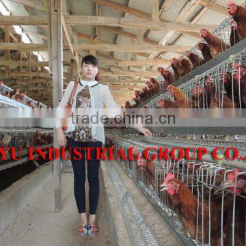 TAIYU Farm Poultry Equipment (Agent and Warehouse in Foreign Countries, Visit Customers Every Year) photo-3