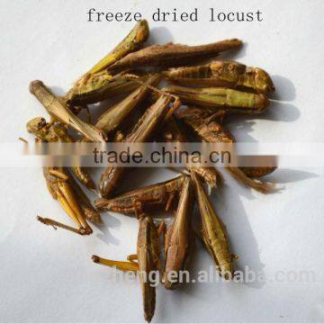 Provide Frozen , Dried Locusts photo-2