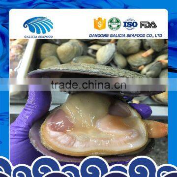 Raw Frozen Half-shell Huge Clam