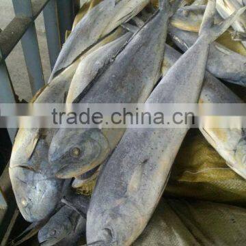 Fast Delivery Frozen Mahi Mahi With Whole Round photo-2