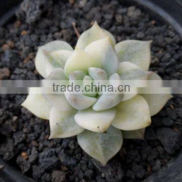 graptoveria tituban variegated