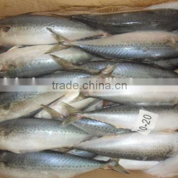 Frozen pacific mackerel fish whole round