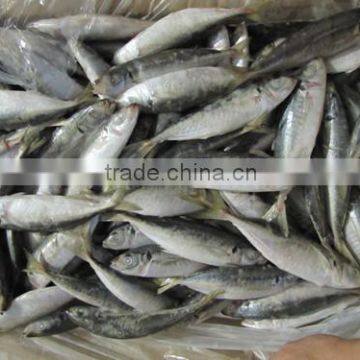 High quality horse mackerel(Decapterus maruadsi) 110-130 pcs