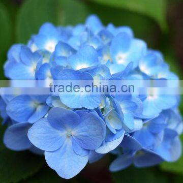 Fashionable Hot Sale Hydrangea Bridal Flower photo-3